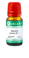 AESCULUS GLABRA LM 11 Dilution